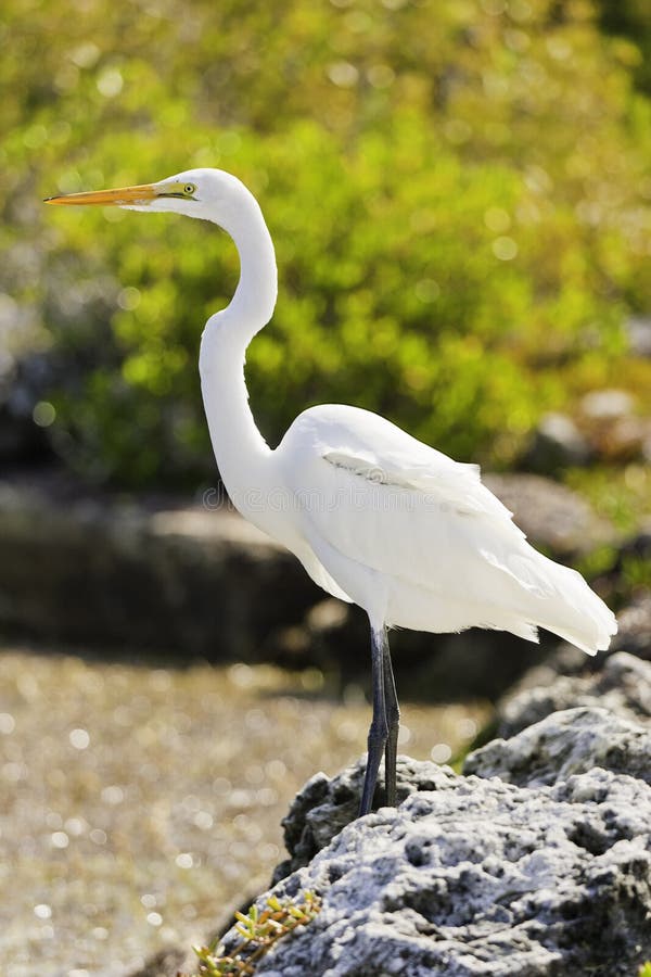 stor egret arkivfoto stor egret arkivfoto