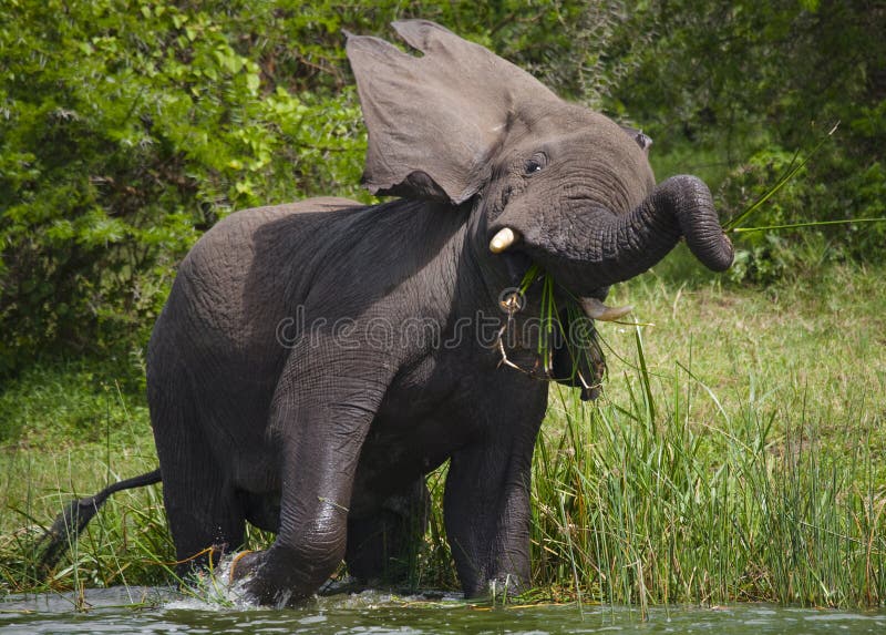 Big elephant standing in water and angry. Africa. Kenya. Tanzania. Serengeti. Maasai Mara. An excellent illustration. Big elephant standing in water and angry. Africa. Kenya. Tanzania. Serengeti. Maasai Mara. An excellent illustration.