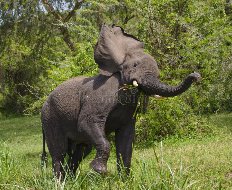 Big elephant standing in water and angry. Africa. Kenya. Tanzania. Serengeti. Maasai Mara. An excellent illustration. Big elephant standing in water and angry. Africa. Kenya. Tanzania. Serengeti. Maasai Mara. An excellent illustration.