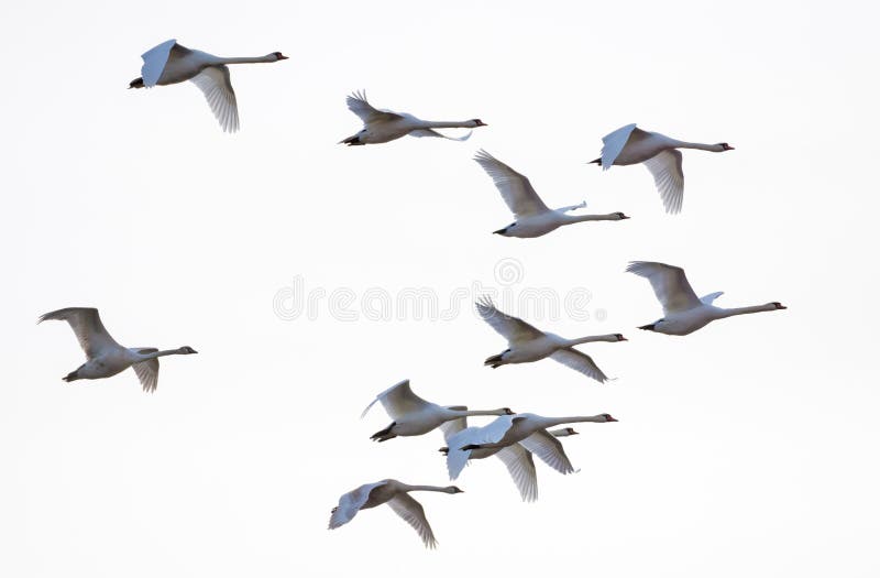 Stor Flock av tyst svans som flyger tillsammans i vitt skal royaltyfria bilder Stor Flock av tyst svans som flyger tillsammans i vitt skal royaltyfria bilder