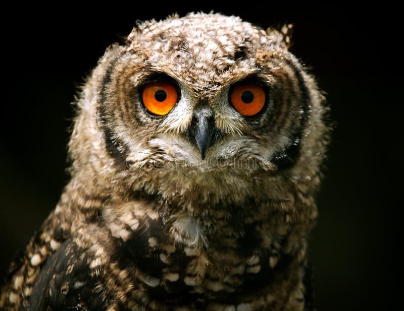 Stor horned owl