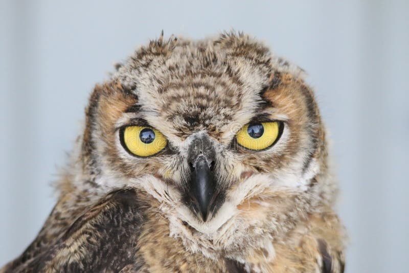 stor horned owl
