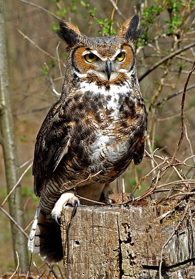 Close up of Great Horned Owl on tree stump. Close up of Great Horned Owl on tree stump.