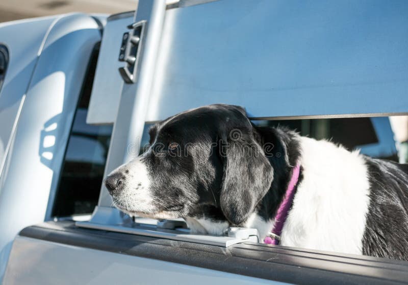 Stor hund som ses i baksidan av en lastbil som väntar på dess ägare royaltyfri fotografi Stor hund som ses i baksidan av en lastbil som väntar på dess ägare royaltyfri fotografi