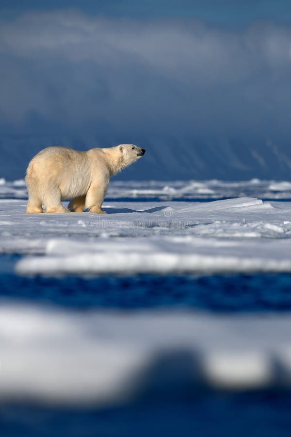 Stor isbjörn på drivais med snö, suddigt mörkt snöig berg i bakgrund, Svalbard, Norge royaltyfri bild Stor isbjörn på drivais med snö, suddigt mörkt snöig berg i bakgrund, Svalbard, Norge royaltyfri bild