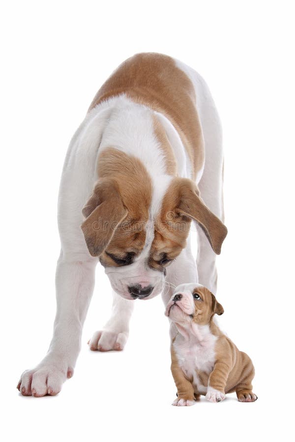 Stor liten hundvalp royaltyfri foto