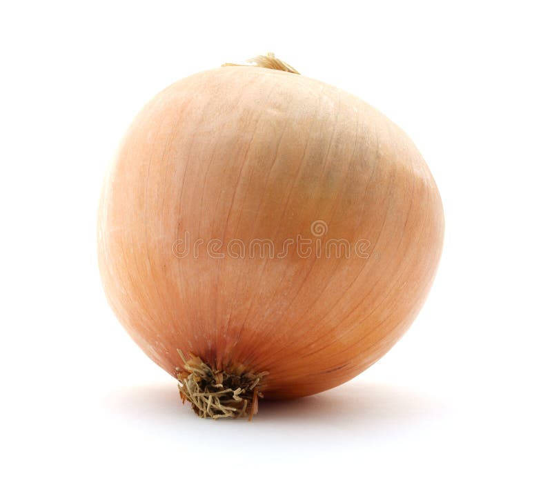 stor lökspanjor arkivfoto stor lökspanjor arkivfoto
