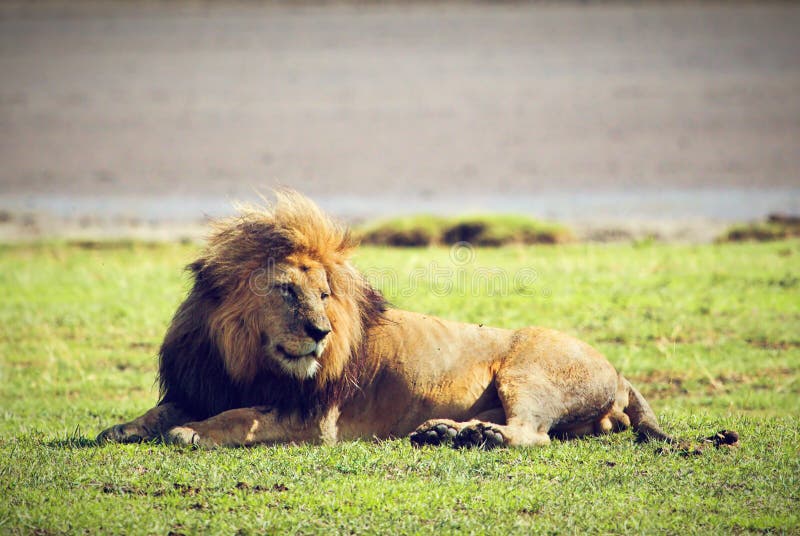 Stor male wild lion på savannah. Ngorongoro Afrika. royaltyfri foto Stor male wild lion på savannah. Ngorongoro Afrika. royaltyfri foto