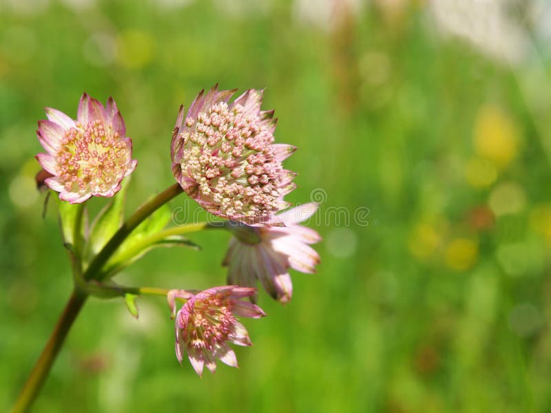 Stor masterwort, viktig Astrantia royaltyfri bild Stor masterwort, viktig Astrantia royaltyfri bild