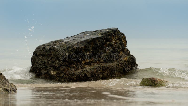 Stor mörk barnakel täckte sten på stranden. royaltyfri bild