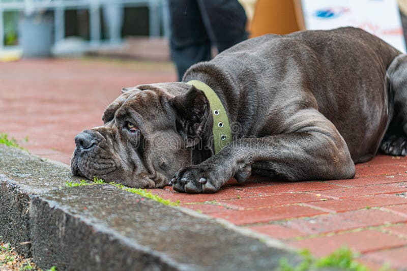 Stor, mörkröd Cane Corso på plats på rött tegel med grönt vegetationsfärg som delvis vilar på låg stam royaltyfri bild