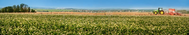 Stor panorama av boveteblomningfältet och med traktoren på horisont arkivbild Stor panorama av boveteblomningfältet och med traktoren på horisont arkivbild