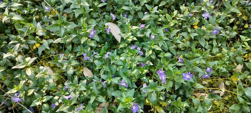 Stor Periwinkle-blomma i skogen himachal pradesh india arkivfoton