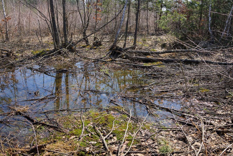 Stor pöl i mitt av torr vegetation för grön mossa och skogen för träd på våren arkivbild Stor pöl i mitt av torr vegetation för grön mossa och skogen för träd på våren arkivbild