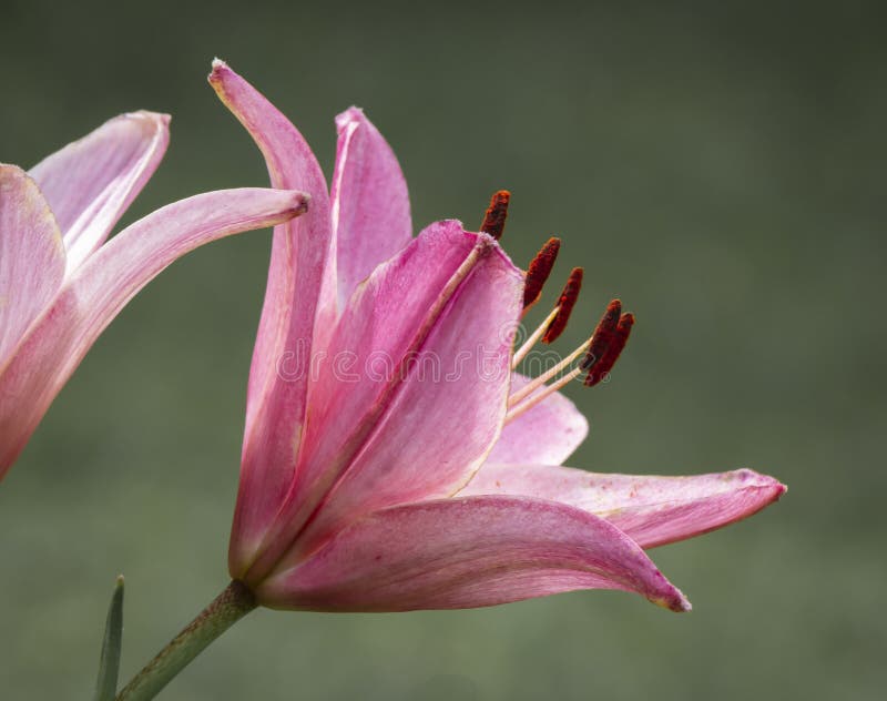 Stor rosa blomkål. royaltyfri fotografi
