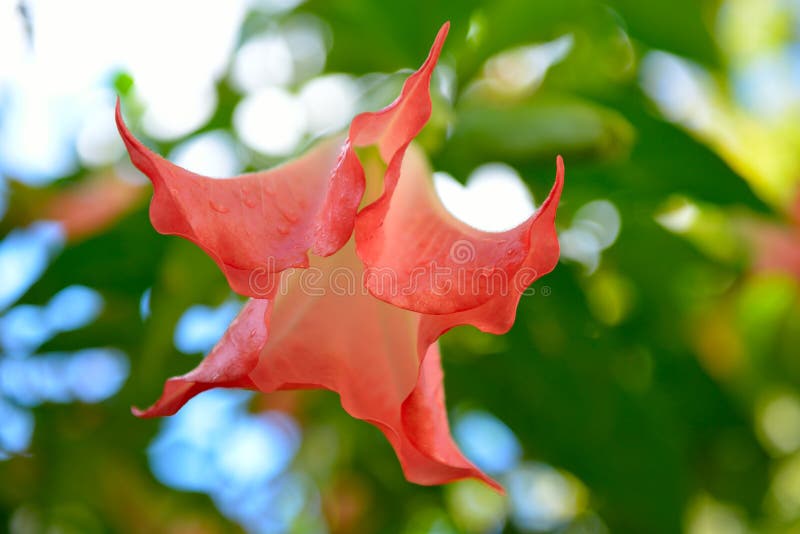 Stor rosa blomma utomhus nära royaltyfri bild