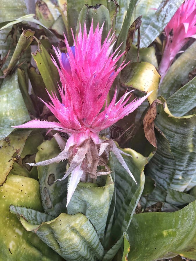 Stor rosa bromeliablomma royaltyfri fotografi