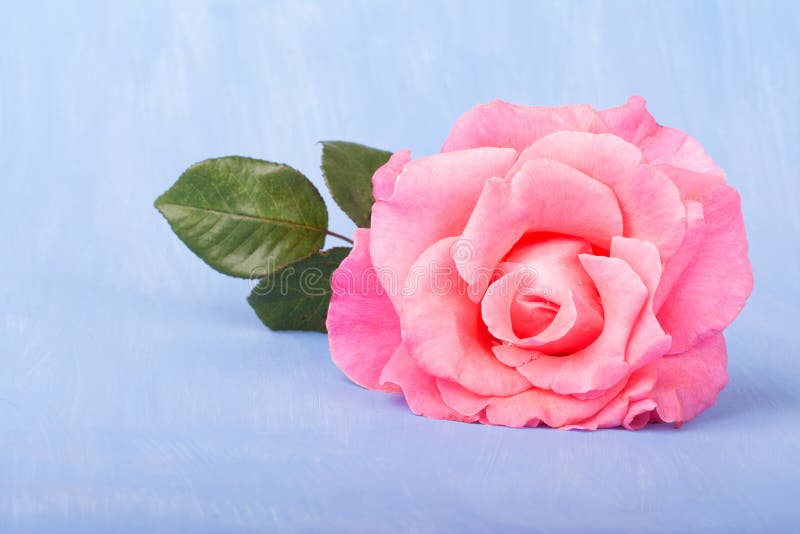 Stor rosa färgros på ett målat ljus - blå bakgrund royaltyfri bild