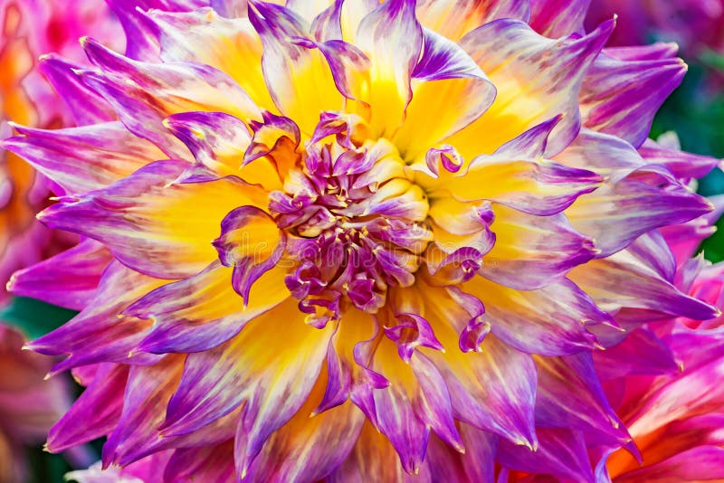 Stor rosa lilaguling Dinnerplate Dahlia Flower royaltyfria bilder