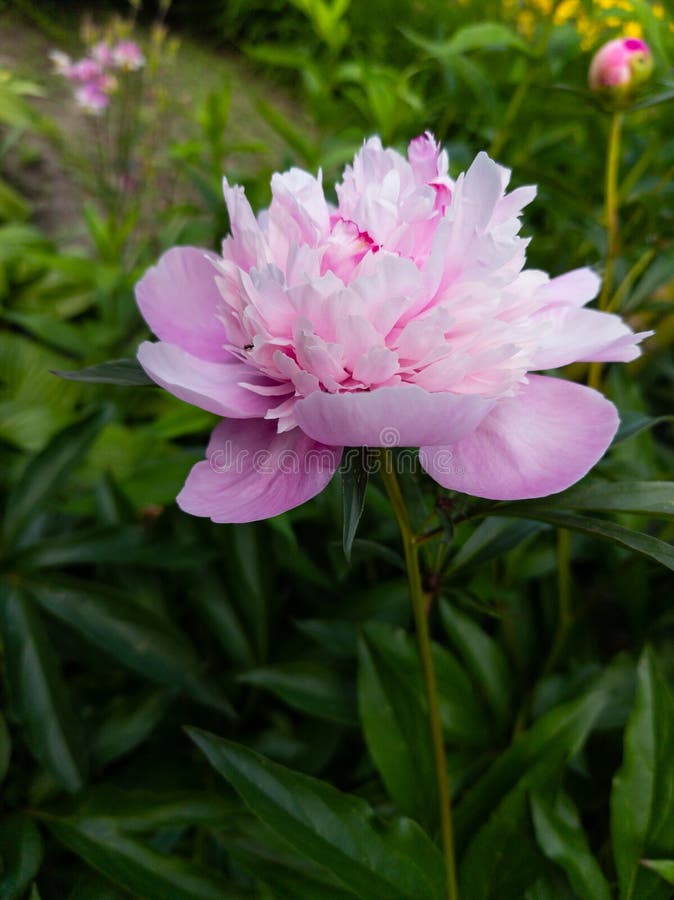 Stor rosa peonblomma mitt i ett grönt lush-fält royaltyfria bilder