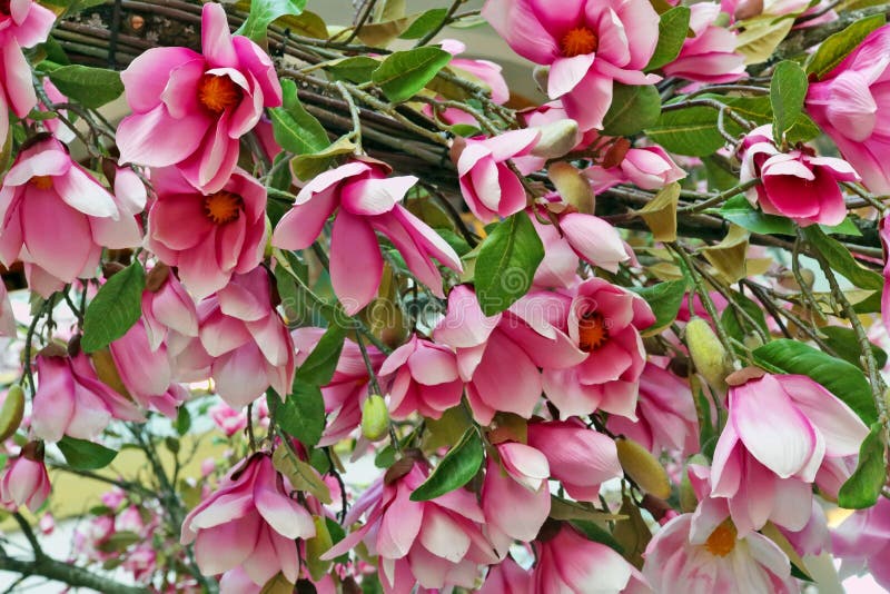 Stor rosa vår som blommar bakgrund för magnoliaträdblommor royaltyfri foto Stor rosa vår som blommar bakgrund för magnoliaträdblommor royaltyfri foto