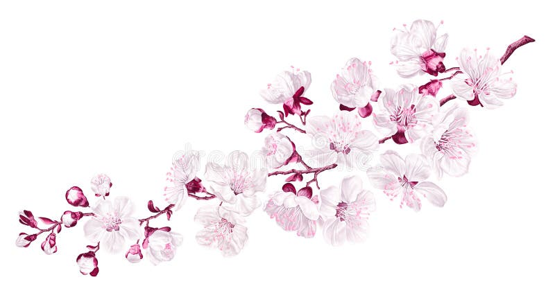 Stor vektorgren med sakura körsbärsblommor. vektor illustrationer