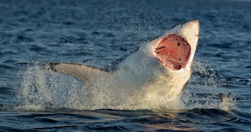 Stor vit haj (Carcharodoncarcharias) som bryter igenom i en attack
