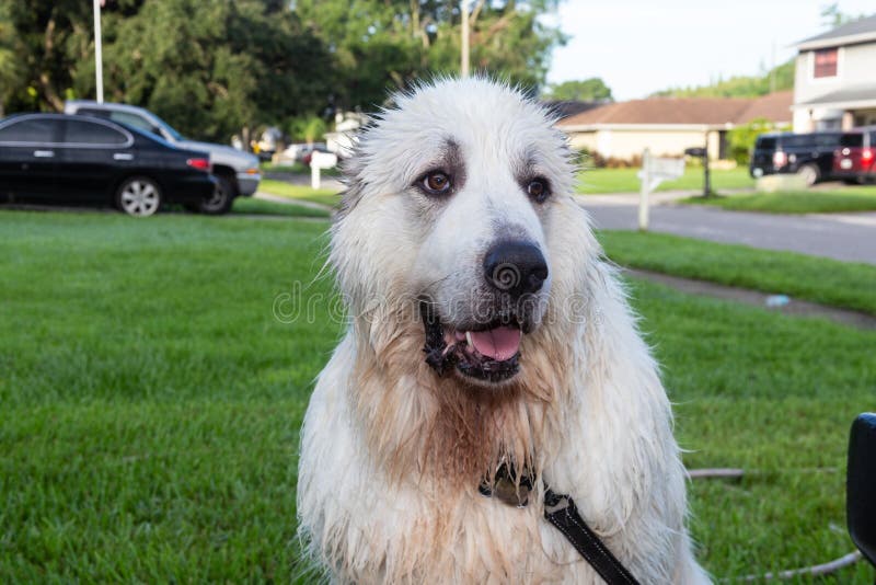 Stor Vit Hund Precis Efter Ett Bad Fotografering för Bildbyråer Bild
