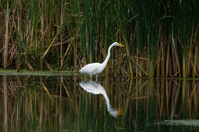 Stor ägretthäger som reflekterar arkivbilder Stor ägretthäger som reflekterar arkivbilder