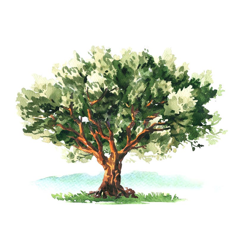 Stora gröna lövträd- eller skogselement för isolerad, handritad vattenfärgad illustration på vitt
