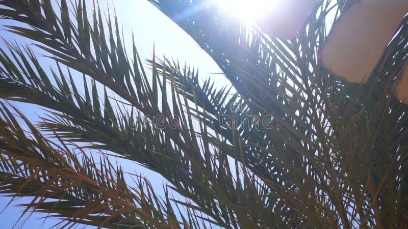 Stora gröna palmträdfilialer mot den blåa himlen