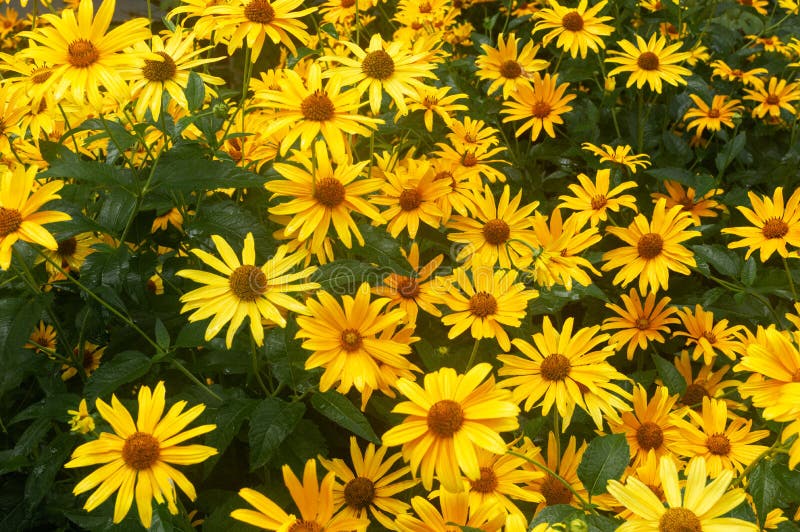 Stora gula tusenskönor Stora gulingblommor royaltyfri fotografi Stora gula tusenskönor Stora gulingblommor royaltyfri fotografi