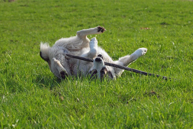 Stora hundlekar gör grön på en äng. Hund av aveln som en central asiatisk fårhund spelar med en pinne gör grön på en äng