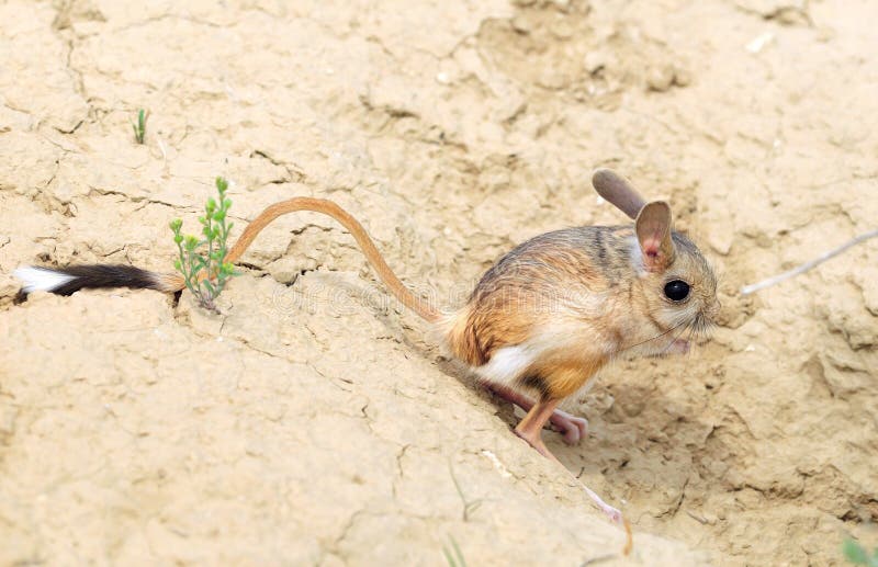 Jerboa (Allactaga major) with a long tail and ears - a cute little animal is on the long hind legs. Jerboa (Allactaga major) with a long tail and ears - a cute little animal is on the long hind legs