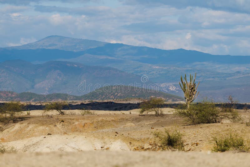 Stora kakturs i den röda öknen, tatacoaöken, Colombia, latin amer royaltyfri fotografi Stora kakturs i den röda öknen, tatacoaöken, Colombia, latin amer royaltyfri fotografi