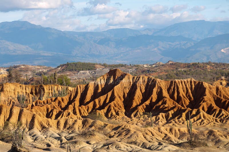 Stora kakturs i den röda öknen, tatacoaöken, Colombia, latin amer royaltyfria bilder Stora kakturs i den röda öknen, tatacoaöken, Colombia, latin amer royaltyfria bilder