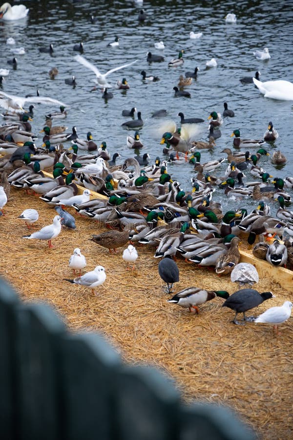 Stora kolonier av vintervintern svanor och andra vattenfåglar som föder på vattnet i stadsparken. Utfodring av fåglar.