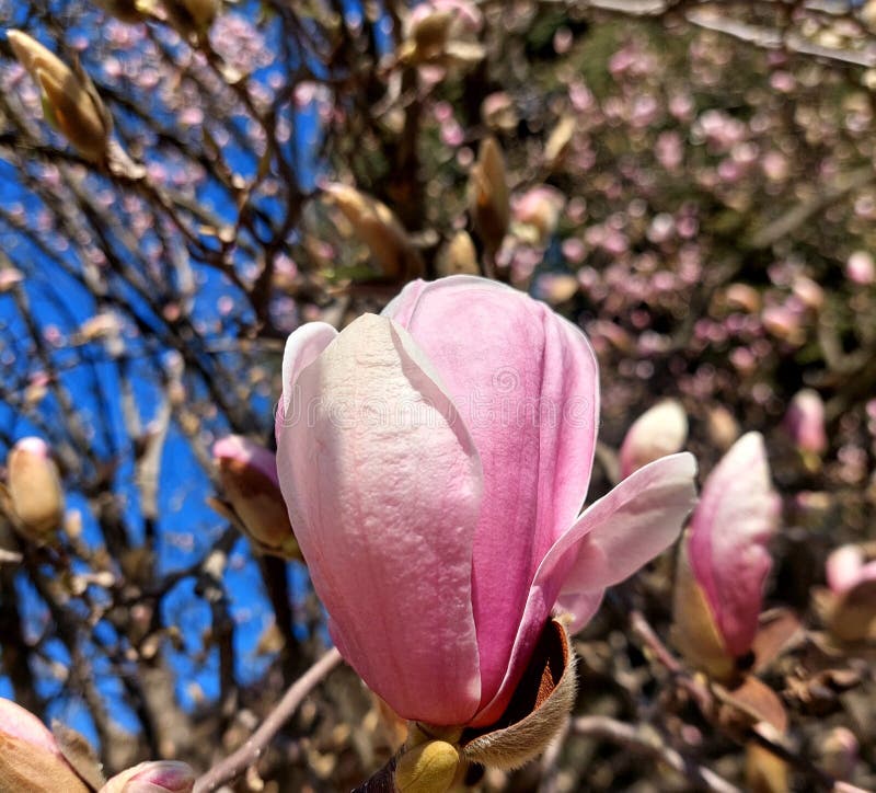 Stora petaler från Magnolia-blomningsgrenen under soldagen arkivbilder