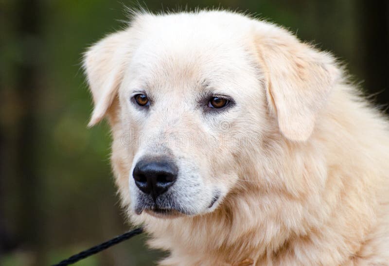 Animal Shelter adoption photo of female Great Pyrenees Dog, large white dog, livestock goat guardian, for humane society animal shelter, Walton County, Georgia. Animal Shelter adoption photo of female Great Pyrenees Dog, large white dog, livestock goat guardian, for humane society animal shelter, Walton County, Georgia