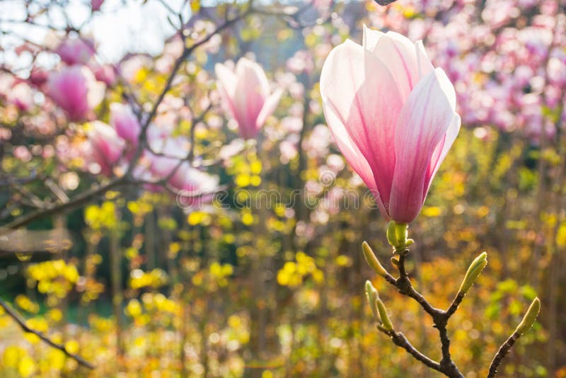 Stora rosa blommor av magnolia soulangeana-träd i full blomma royaltyfria bilder