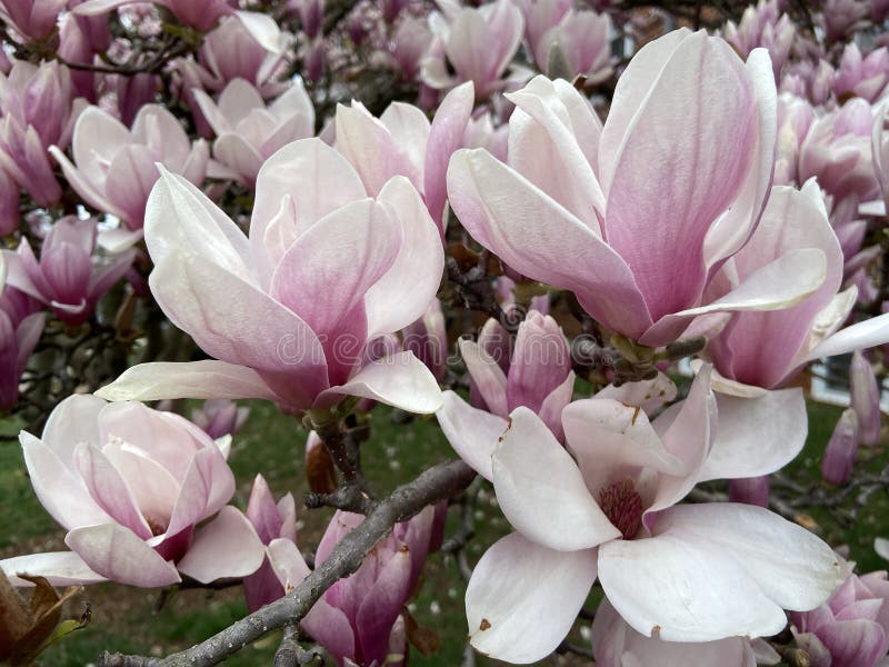 Stora rosa och vita magnoliska blommor på en grumlig dag arkivfoto