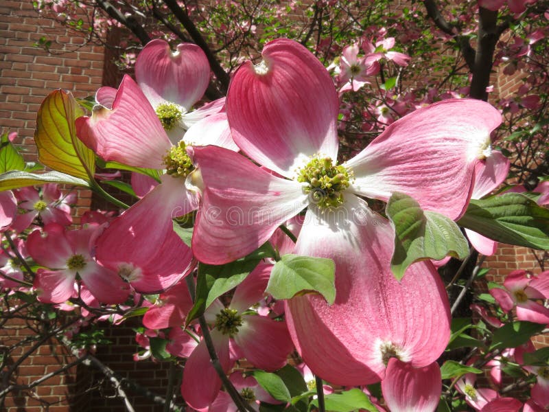 Stora rosa skogskornellblomningar av April royaltyfria bilder