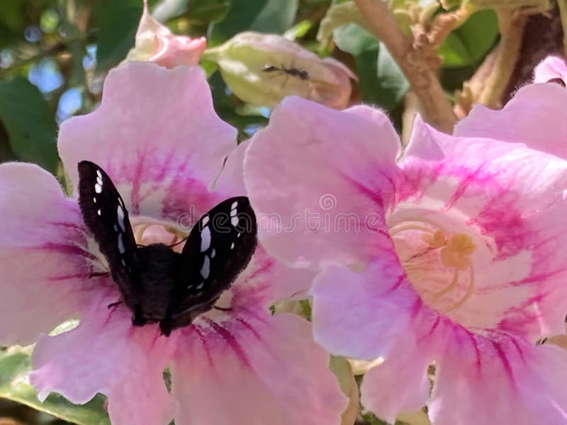 Stora rosa vinblommor med svart fjäril med vita detaljer. arkivfoto