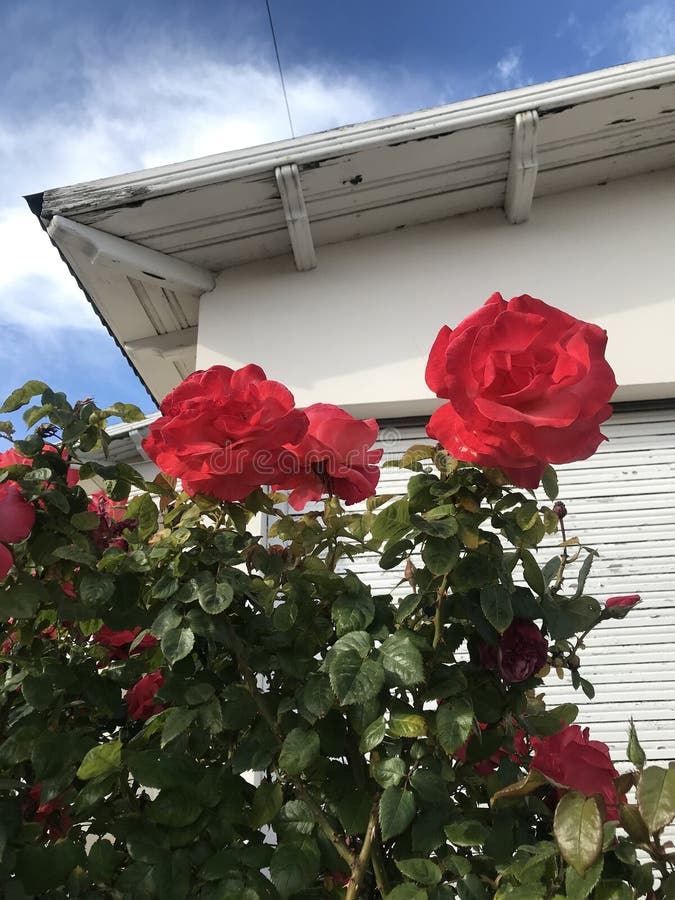 Stora rosor som blåser i ett hus royaltyfri foto