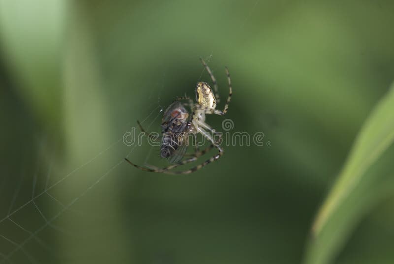 Stora spindlar på cobweb med grön bakgrund på sommardagen