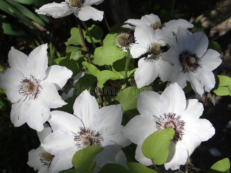 Stora vita blommor av klematiers royaltyfria foton Stora vita blommor av klematiers royaltyfria foton