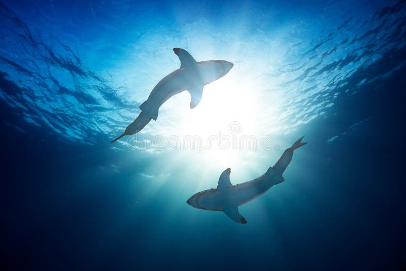 Stora vita hajar mot vatten ytbehandlar det undervattens- skottet