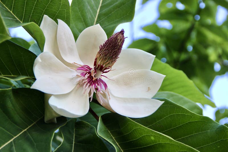 Storartad vit magnoliablomma, under av naturen arkivbilder Storartad vit magnoliablomma, under av naturen arkivbilder
