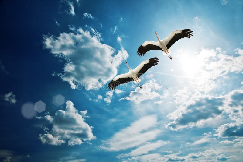 Storch Storch