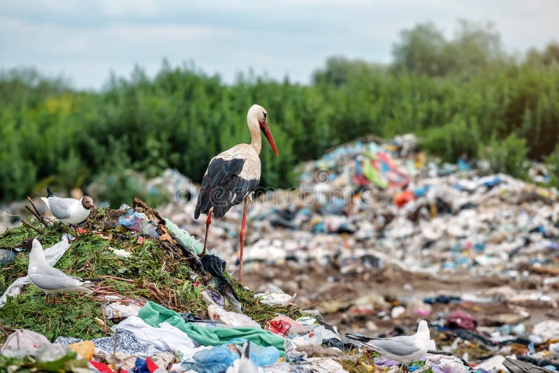 Stork and gulls on the landfill garbage dump. Stork and gulls on the landfill garbage dump